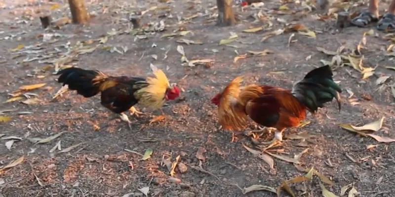 Cách chơi và đặt cược đá gà từng bước cho tân thủ